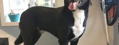 Business 16 image TIDY TAILS DOG GROOMING Pet Grooming Services in Victoria BC