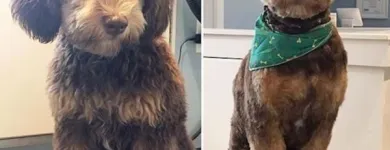 Business 18 image TIDY TAILS DOG GROOMING Pet Grooming Services in Victoria BC