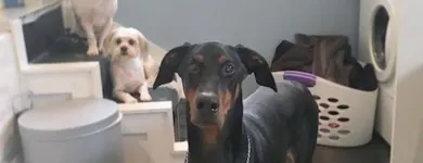 Business 22 image TIDY TAILS DOG GROOMING Pet Grooming Services in Victoria BC