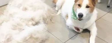 Business 23 image TIDY TAILS DOG GROOMING Pet Grooming Services in Victoria BC