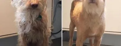 Business 24 image TIDY TAILS DOG GROOMING Pet Grooming Services in Victoria BC