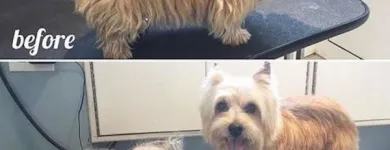 Business 25 image TIDY TAILS DOG GROOMING Pet Grooming Services in Victoria BC