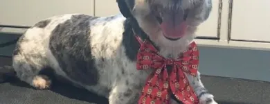 Business 26 image TIDY TAILS DOG GROOMING Pet Grooming Services in Victoria BC