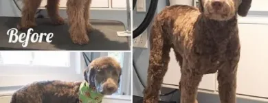 Business 27 image TIDY TAILS DOG GROOMING Pet Grooming Services in Victoria BC