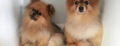 Business 28 image TIDY TAILS DOG GROOMING Pet Grooming Services in Victoria BC