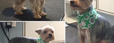 Business 29 image TIDY TAILS DOG GROOMING Pet Grooming Services in Victoria BC