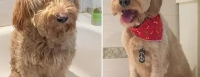 Business 30 image TIDY TAILS DOG GROOMING Pet Grooming Services in Victoria BC