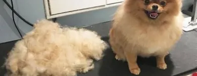 Business 31 image TIDY TAILS DOG GROOMING Pet Grooming Services in Victoria BC