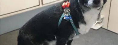 Business 32 image TIDY TAILS DOG GROOMING Pet Grooming Services in Victoria BC