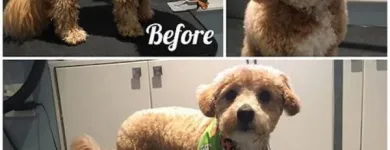 Business 33 image TIDY TAILS DOG GROOMING Pet Grooming Services in Victoria BC