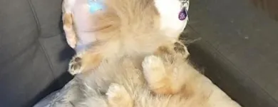 Business 34 image TIDY TAILS DOG GROOMING Pet Grooming Services in Victoria BC