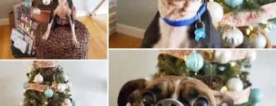 Business 35 image TIDY TAILS DOG GROOMING Pet Grooming Services in Victoria BC