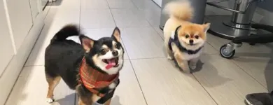 Business 36 image TIDY TAILS DOG GROOMING Pet Grooming Services in Victoria BC