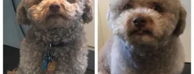 Business 37 image TIDY TAILS DOG GROOMING Pet Grooming Services in Victoria BC