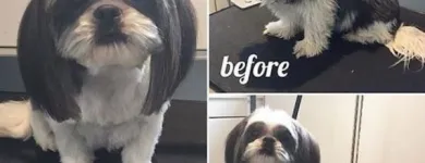 Business 39 image TIDY TAILS DOG GROOMING Pet Grooming Services in Victoria BC