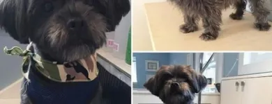 Business 41 image TIDY TAILS DOG GROOMING Pet Grooming Services in Victoria BC