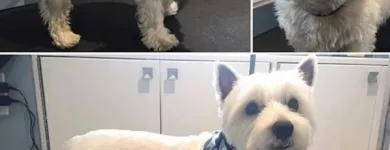 Business 2 image TIDY TAILS DOG GROOMING Pet Grooming Services in Victoria BC