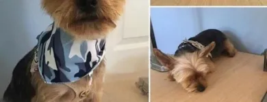 Business 43 image TIDY TAILS DOG GROOMING Pet Grooming Services in Victoria BC