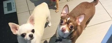 Business 44 image TIDY TAILS DOG GROOMING Pet Grooming Services in Victoria BC