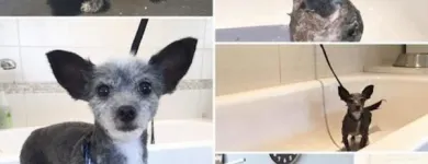 Business 45 image TIDY TAILS DOG GROOMING Pet Grooming Services in Victoria BC