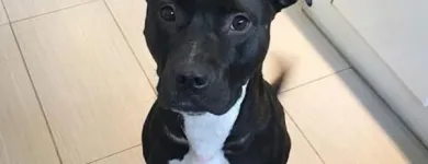 Business 47 image TIDY TAILS DOG GROOMING Pet Grooming Services in Victoria BC