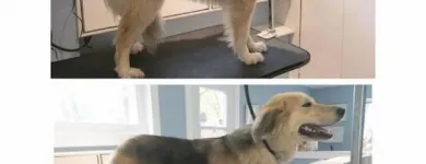 Business 48 image TIDY TAILS DOG GROOMING Pet Grooming Services in Victoria BC