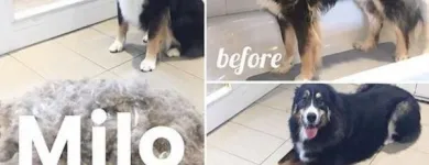 Business 49 image TIDY TAILS DOG GROOMING Pet Grooming Services in Victoria BC