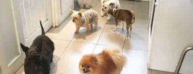 Business 3 image TIDY TAILS DOG GROOMING Pet Grooming Services in Victoria BC