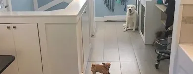 Business 4 image TIDY TAILS DOG GROOMING Pet Grooming Services in Victoria BC