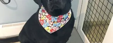 Business 5 image TIDY TAILS DOG GROOMING Pet Grooming Services in Victoria BC