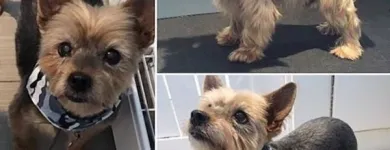 Business 6 image TIDY TAILS DOG GROOMING Pet Grooming Services in Victoria BC