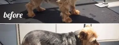 Business 7 image TIDY TAILS DOG GROOMING Pet Grooming Services in Victoria BC