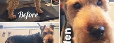 Business 8 image TIDY TAILS DOG GROOMING Pet Grooming Services in Victoria BC