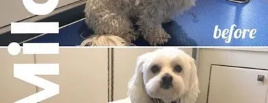 Business 9 image TIDY TAILS DOG GROOMING Pet Grooming Services in Victoria BC