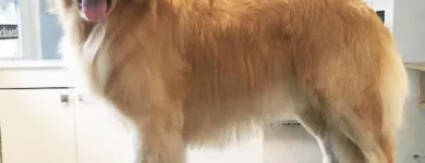 Business 10 image TIDY TAILS DOG GROOMING Pet Grooming Services in Victoria BC