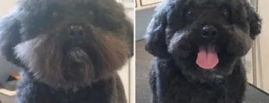 Business 12 image TIDY TAILS DOG GROOMING Pet Grooming Services in Victoria BC