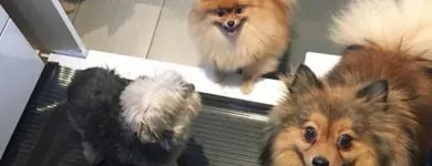 Business 13 image TIDY TAILS DOG GROOMING Pet Grooming Services in Victoria BC