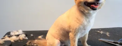 Business 2 image TINA'S PET GROOMING Pet Grooming Services in West Vancouver BC