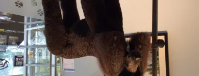 Business 3 image TINA'S PET GROOMING Pet Grooming Services in West Vancouver BC