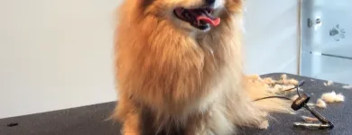 Business 4 image TINA'S PET GROOMING Pet Grooming Services in West Vancouver BC