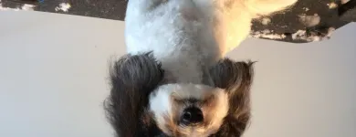 Business 5 image TINA'S PET GROOMING Pet Grooming Services in West Vancouver BC