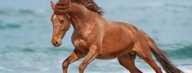 Business 2 image TRAVELONLY- BARB TEICHROEB Travel Agents in Red Deer AB