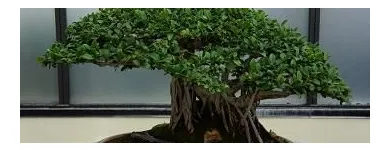 Business 2 image TREE SERVICE NANAIMO Tree Work & Forestry Services in Nanaimo BC