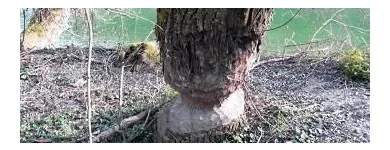 Business 4 image TREE SERVICE NANAIMO Tree Work & Forestry Services in Nanaimo BC