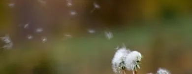 Entreprises 7 image VANCOUVER ALLERGY Homeopaths dans North Vancouver BC