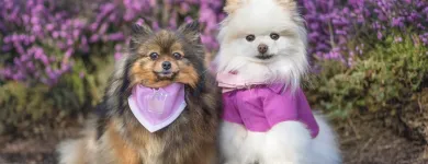 Business 3 image VANCOUVER PET PHOTOGRAPHY Photographers & Photo Studios in Vancouver BC