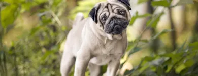 Business 1 image VANCOUVER PET PHOTOGRAPHY Photographers & Photo Studios in Vancouver BC