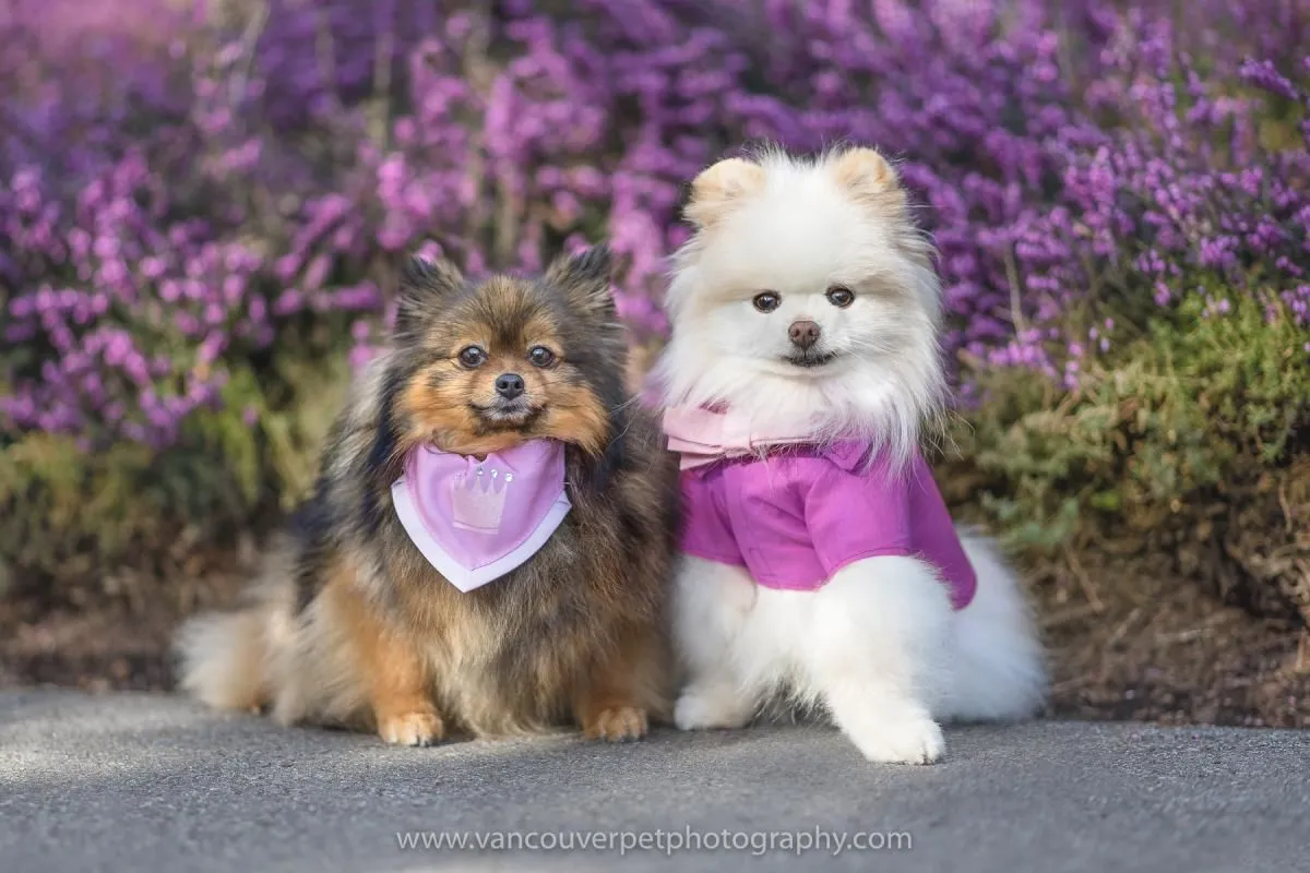 Business 3 image VANCOUVER PET PHOTOGRAPHY