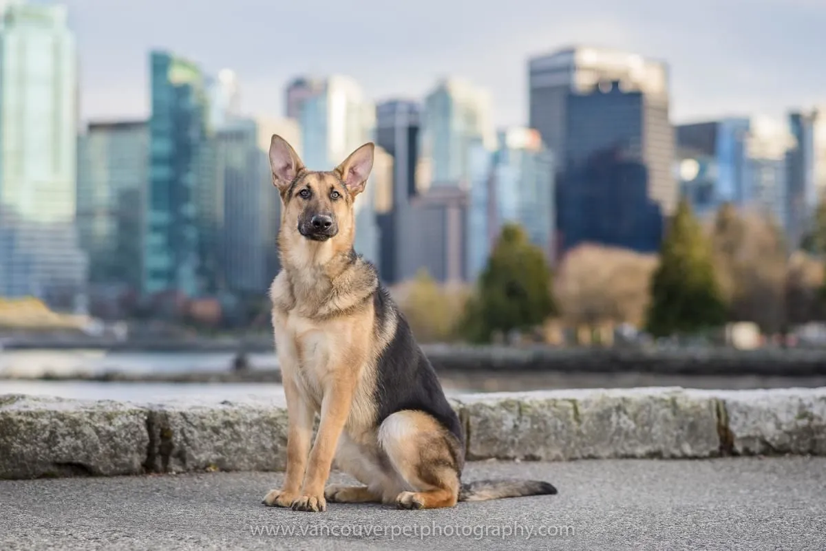 Business 2 image VANCOUVER PET PHOTOGRAPHY