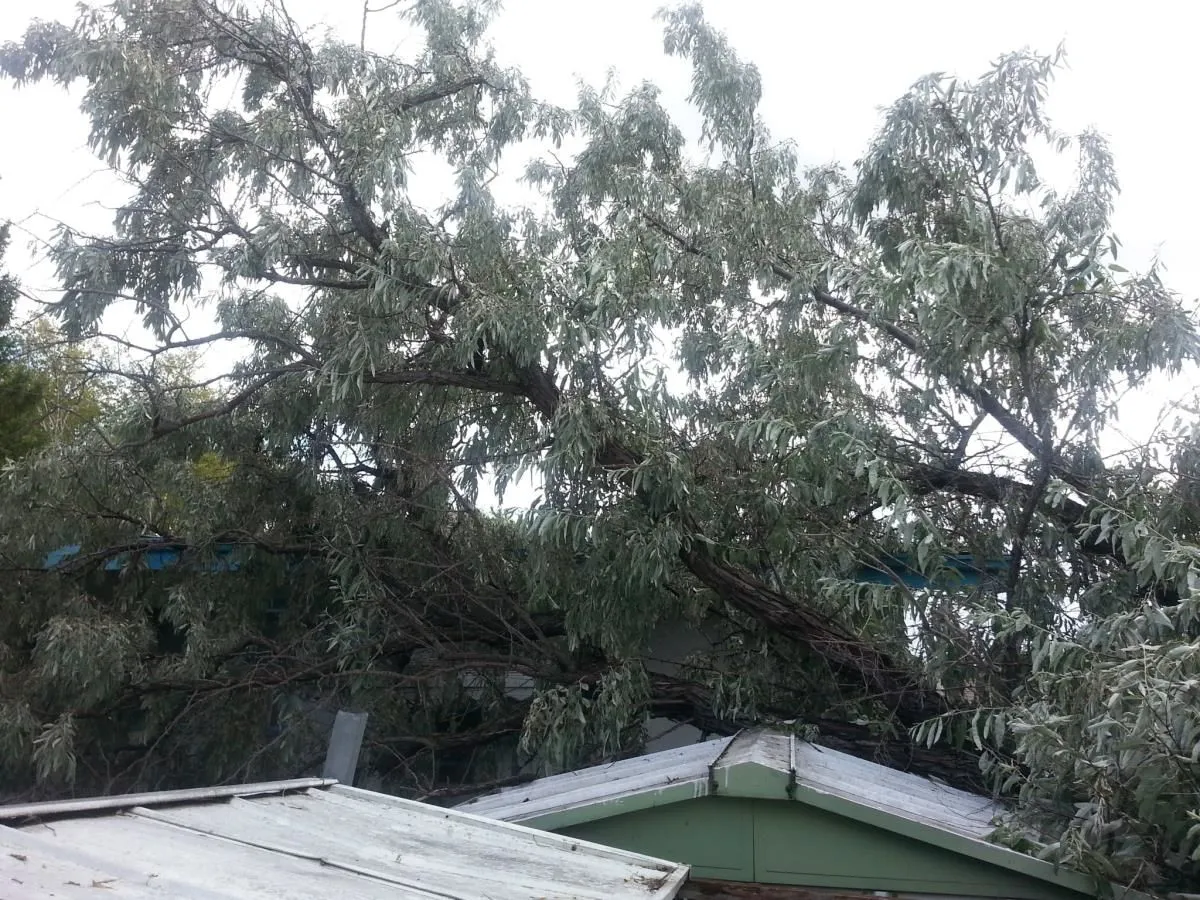 Entreprises 6 image STUMP BUSTERS